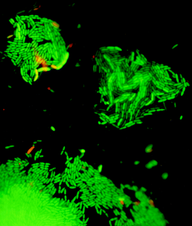 Il laboratorio di analisi microbiologiche della Diva