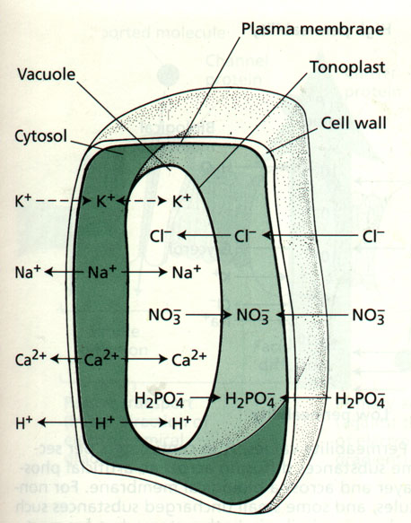 Il potenziale di riposo si instaura tra interno ed esterno della cellula non eccitata (può essere misurato con dei microelettrodi).