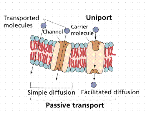 Il potenziale di membrana è imposto dallo ione a cui è più permeabile in quel momento la membrana cellulare. A riposo, dunque, il potenziale dipende da K +.