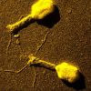 4. I BATTERIOFAGI I batteriofagi o fagi sono virus che infettano i batteri e sono costituiti da una molecola di acido nucleico (DNA o RNA) racchiusa in un involucro protettivo proteico che può essere