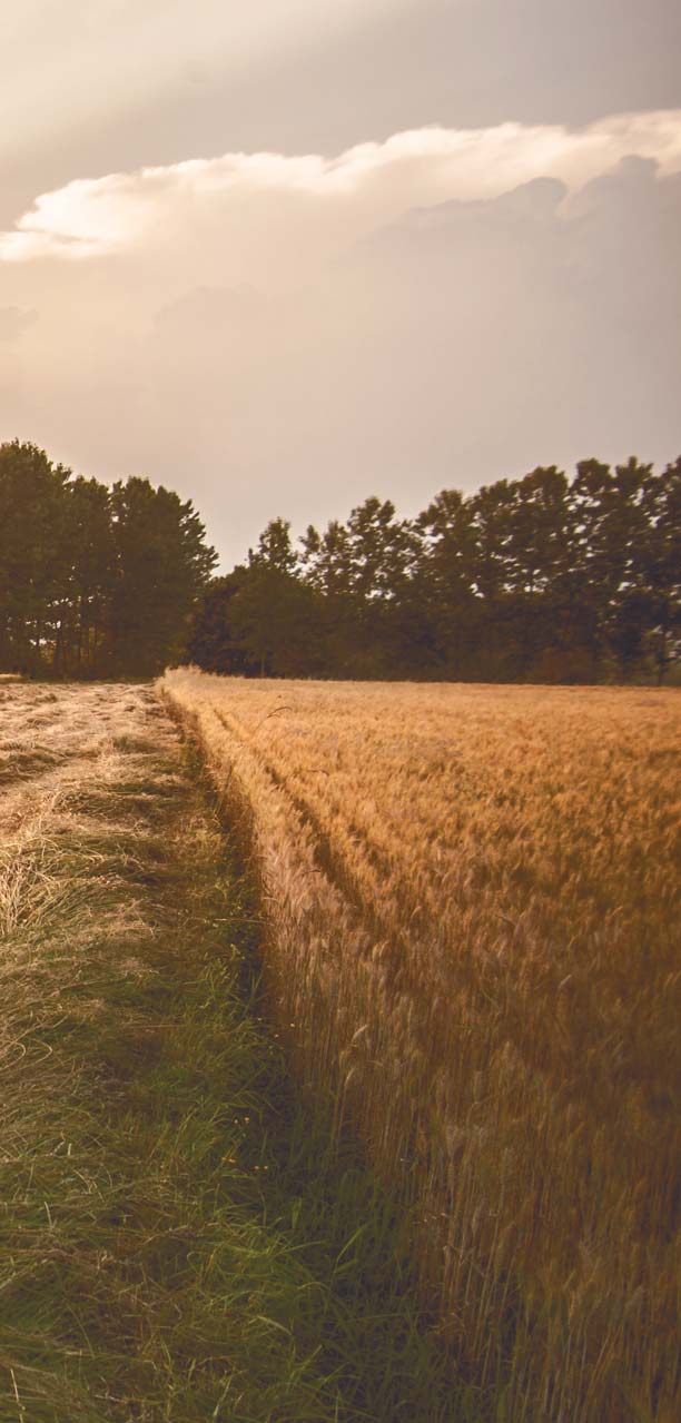 INTRODUZIONE Il Gruppo Fini è la società al cento per cento italiana che è titolare di due marchi: Fini, nota impresa alimentare nata a Modena nel 1912 e attiva da sempre nel settore della pasta