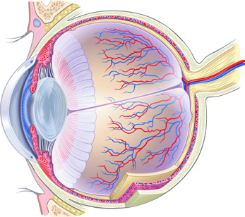 congiuntiva cristallino camera anteriore pupilla cornea iride muscolo ciliare camera posteriore legamento sospensione muscolo retto laterale L ANATOMIA DEGLI OCCHI Gli occhi sono organi posti all