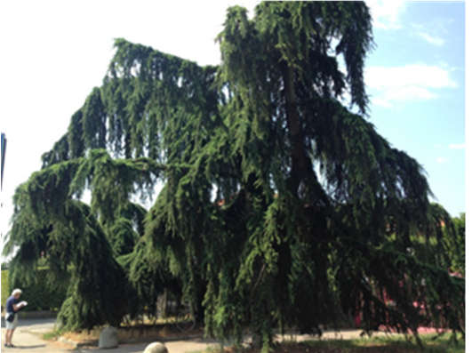 Alla destra del marciapiede, dopo la fine del parcheggio, tre Abeti rossi o Alberi di Natale (Picea abies, specie che può raggiungere i 60 metri d altezza!) il primo è molto piccolo (Foto 4).