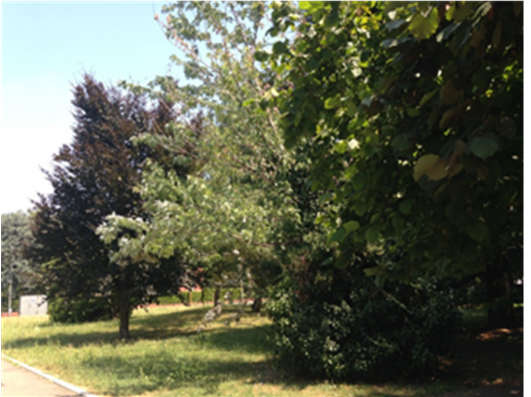 Appena prima del parcheggio, sempre alla destra del vialetto pedonale, quattro piccoli Bagolaro o Schiacciasassi (Celtis australis).