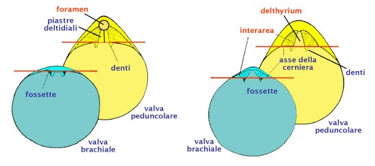 morfologia NTERAREA CARDINALE regione compresa tra umbone e margine (linea) cardinale può essere assente o ben sviluppata può essere