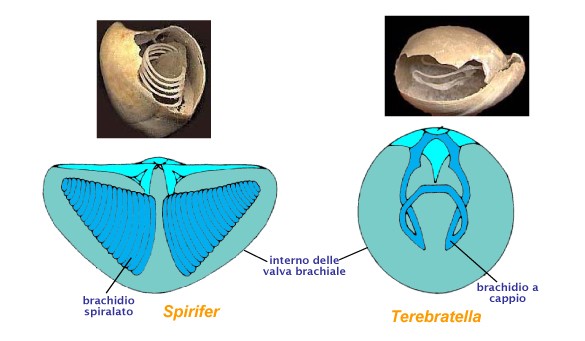 morfologia RACHIDIUM n molte forme il lofoforo è sostenuto da un elemento scheletrico, brachidium o apparato