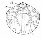 morfologia CANALI DEL MANTELLO Rappresentano estensioni tubulari della cavità del corpo nel mantello Sono rivestite da un epitelio ciliato responsabile della