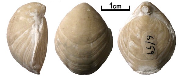 classificazione CLASSE ARTICULATA Ordine Terebratulida (Cambriano Attuale) Sono i brachiopodi articolati più