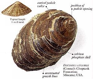 classificazione CLASSE INARTICULATA Ordine Acrotretida (Cambriano Attuale) Conchiglia