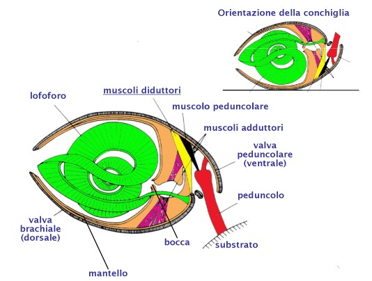 morfologia 1) MANTELLO Costituito da due membrane muscolari aderenti alla superficie interna della valva 2) LOFOFORO - piega del MANTELLO - ha forma di ferro di cavallo o circolare - è dotato di