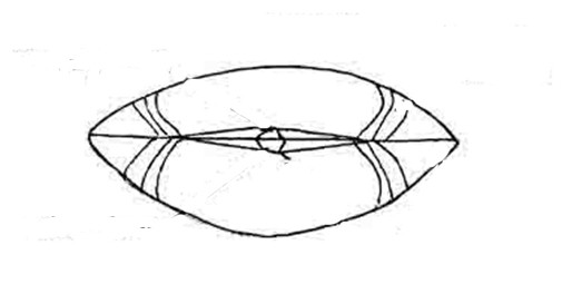 morfologia L apertura da cui esce il peduncolo può essere: - assente - avere forma triangolare o a diamante (delthyrium) - avere forma circolare o ovale (foramen) delthyrium: apertura sulla valva