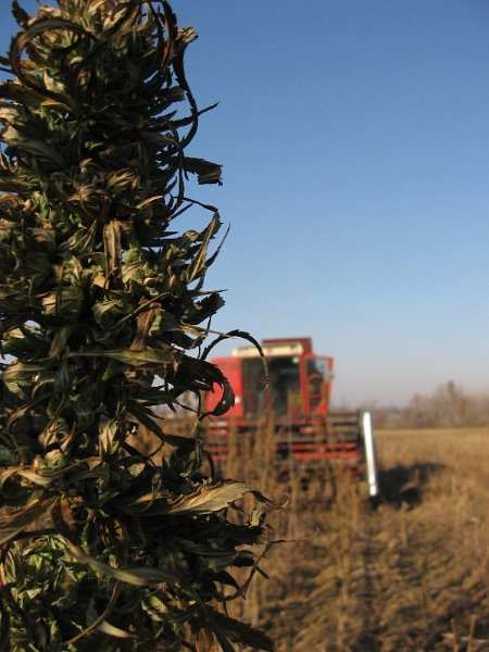 RESA IN SEMI Semi raccolti manualmente e poi sottoposti ad essiccazione naturale in locali coperti con ventilazione naturale.