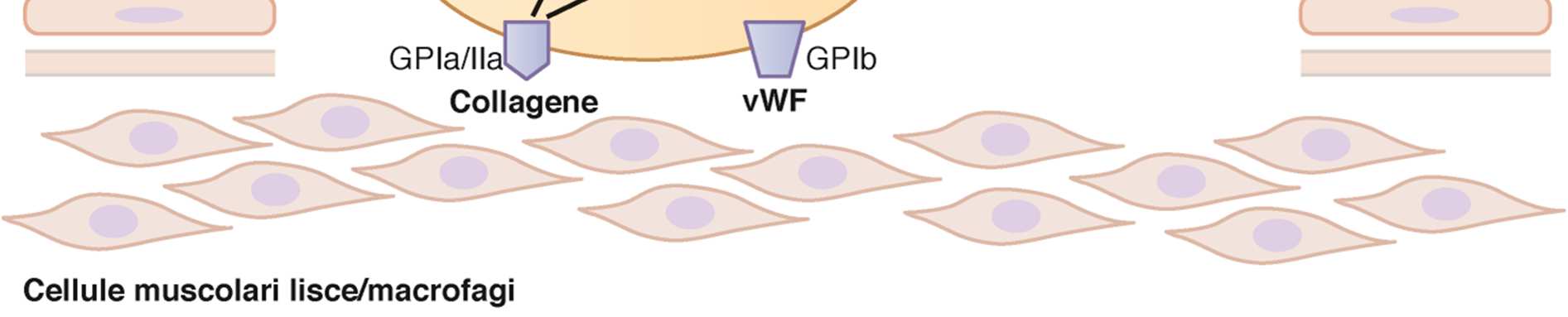 Elementi utili. Adesione e aggregazione Lesione: le varie GP legano il collagene ed il fattore di von Willebrand (vwf) adesione.