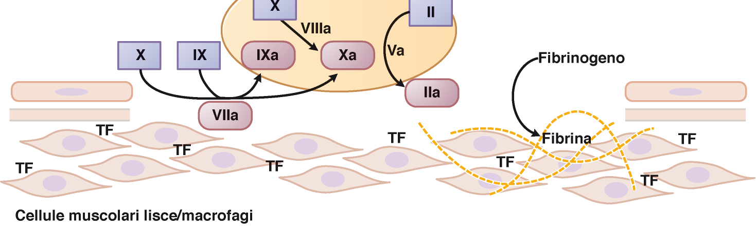 Elementi utili. Processo coagulativo Lesione: esposizione fattore tissutale (TF).