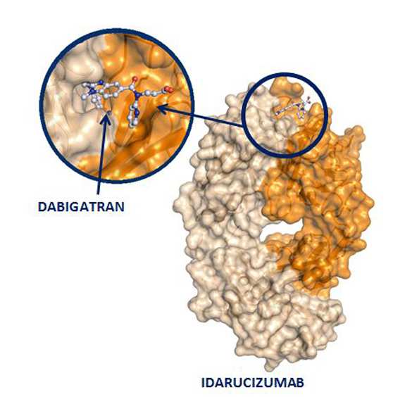 Idarucizumab Anticorpo monoclonale (Fab o Humanized Antibody Fragment) disegnato come antidoto del Dabigatran Etexilato. Approvato EMEA.