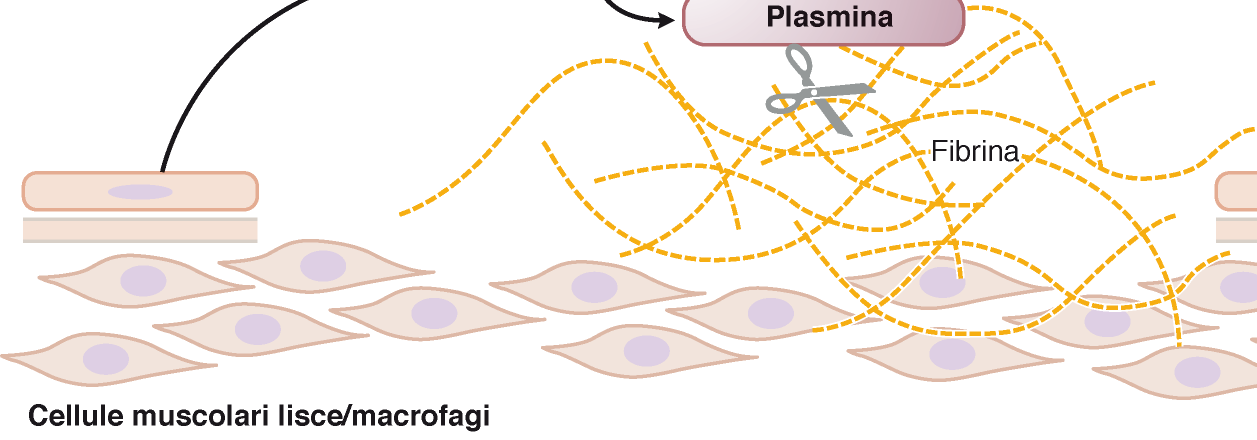 Elementi utili. Fibrinolisi Attivatore tessutale del plasminogeno (t-pa): rilasciato da stasi o occlusione, lega plasminogeno e forma plasmina.