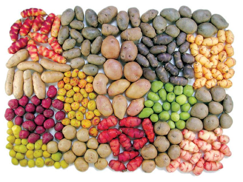 Slow Food Progetti di salvaguardia della Biodiversità dai prodotti di Eccellenza al Cibo Quotidiano Biodiversità: