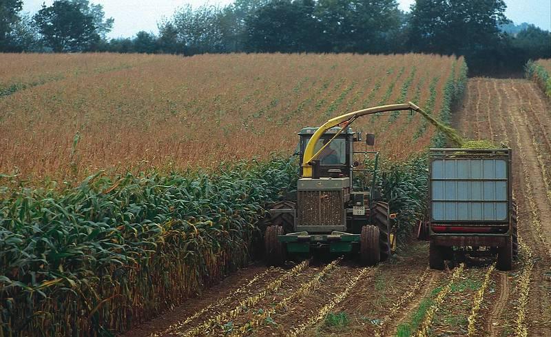 EPOCA DI TAGLIO Giusto stadio di maturazione del foraggio: la produzione di sostanza secca per ettaro aumenta