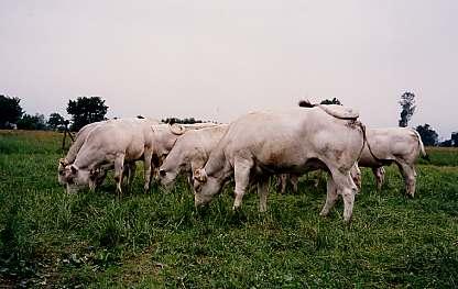 I FORAGGI FRESCHI I foraggi freschi rappresentano la naturale base alimentare, specie nella buona stagione, dei bovini, degli ovicaprini e degli equini, in particolare quando gli