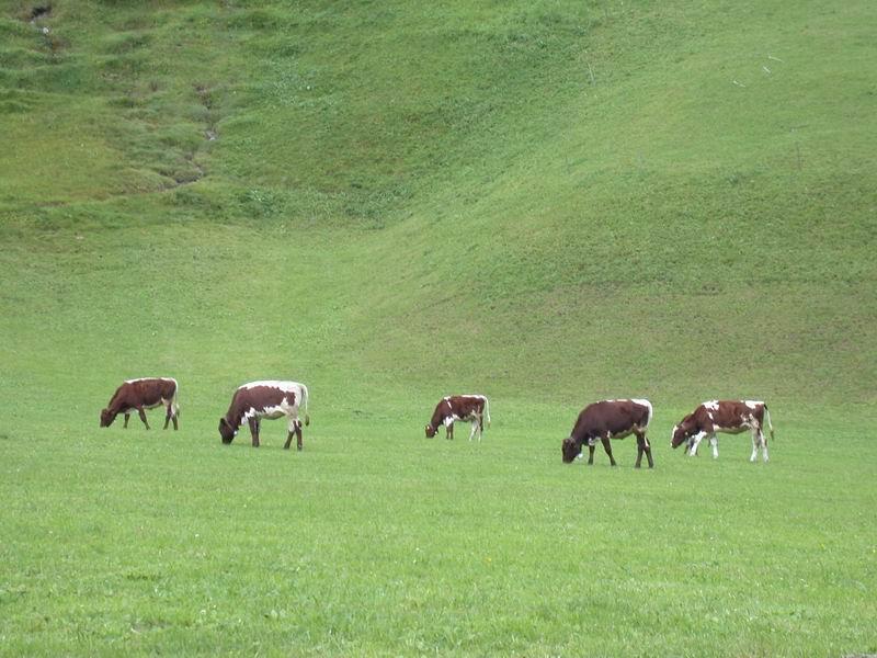 I FORAGGI FRESCHI Il foraggio, somministrato fresco o pascolato, rappresenta un alimento di elevata