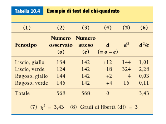 Calcolo del chi quadrato Per ogni classe, si calcola la differenza tra valore osservato ed atteso, la si eleva al quadrato,