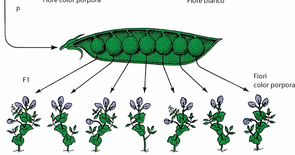 Primo esperimento: trasferimento di polline dalla pianta bianca nella carena della pianta porpora Linea pura dal fiore porpora Linea pura dal