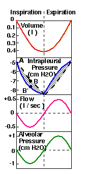 Ventilazione Mobilizzazione di gas Resistenze al flusso diametro vie aeree (superficie complessiva)