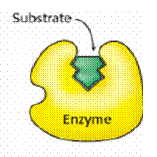 A) Inibizione competitiva Un inibitore competitivo è una sostanza che mostra una affinità simile al substrato per l'enzima libero e compete con il substrato per la formazione del complesso
