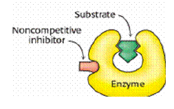 B) Inibizione non-competitiva Nel caso dell inibizione non-competitiva l' inibitore I non compete con il substrato in quanto si lega all' enzima in un sito diverso dal sito attivo (complesso EI).