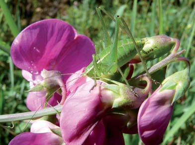 3.3. A caccia di insetti Un ecosistema, per soddisfare le varie esigenze dei chirotteri, oltre a disporre di rifugi idonei deve presentare un elevata densità di prede ed ospitare raccolte d acqua,