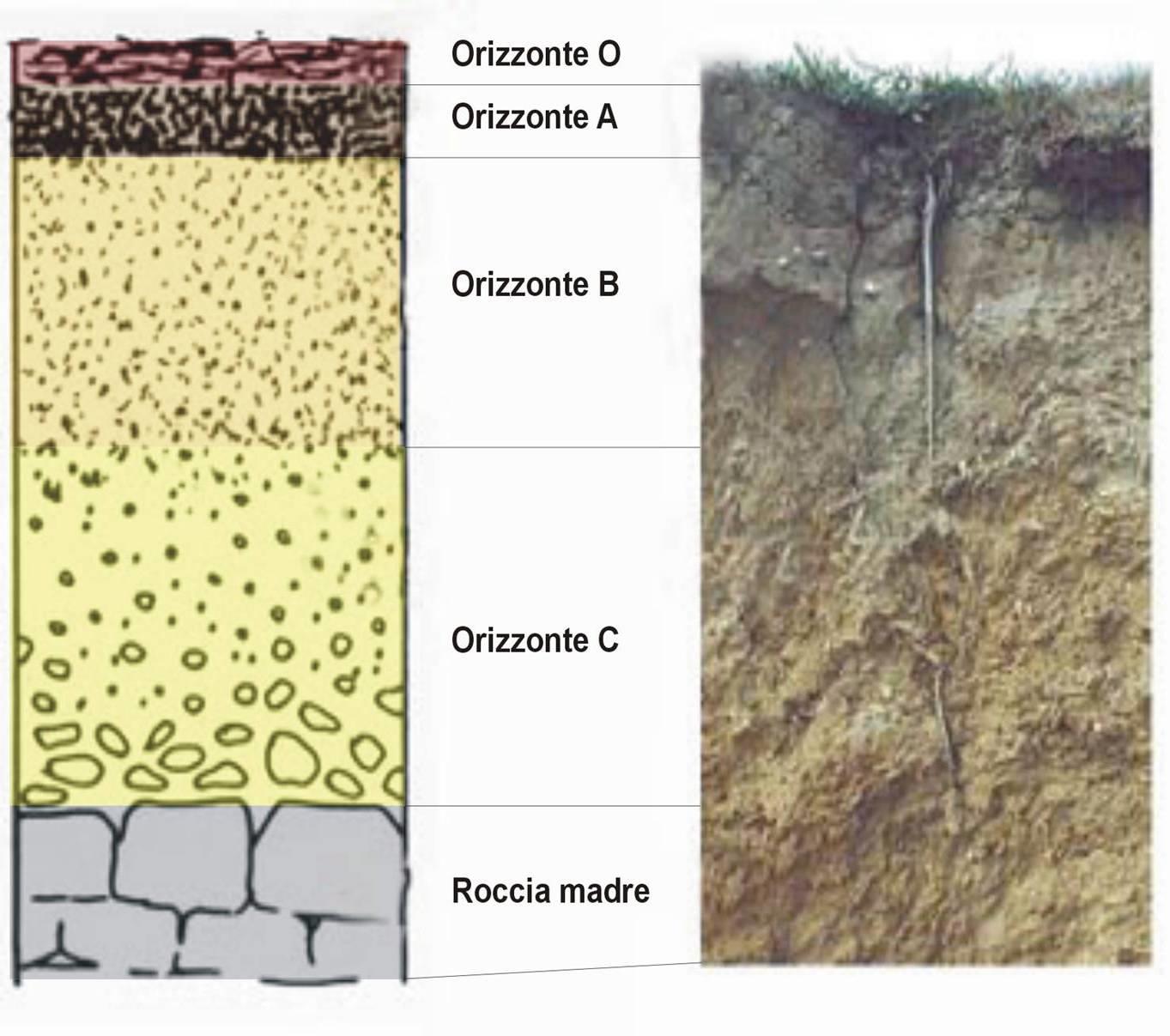 L ANIDRIDE CARBONICA (CO 2 ) NEI SUOLI la quantità di CO 2 nei suoli dipende dal tipo di substrato e di suolo, dal clima e dalla stagione.