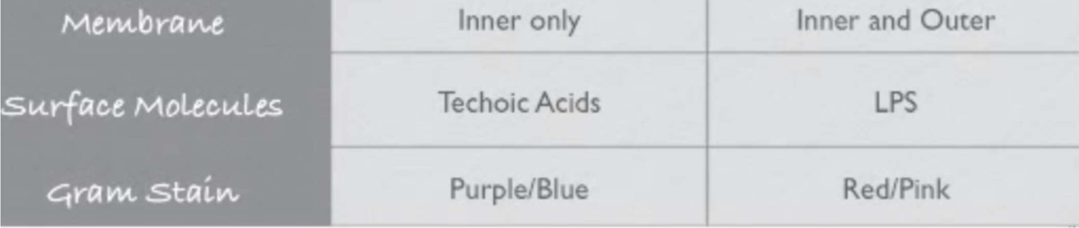blue/viola interna ed esterna LPS rossa/rosa La parete batterica e