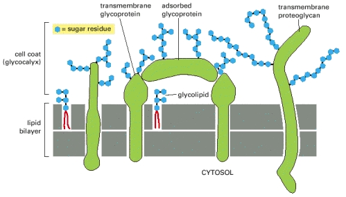 La cellulosa è un polisaccaride della parete delle cellule vegetali Starch granules in potato tuber cells Glucose monomer STARCH Glycogen granules in muscle tissue GLYCOGEN Cellulose fibrils in a