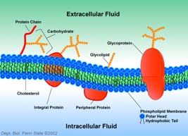 IMPORTANTECAPIRE: OLIGOSACCARIDI E POLISACCARIDI COME MARCATORI CELLULARI (1) Gli oligosaccaridi giocano un ruolo importante nei processi di riconoscimento/identità cellulare.