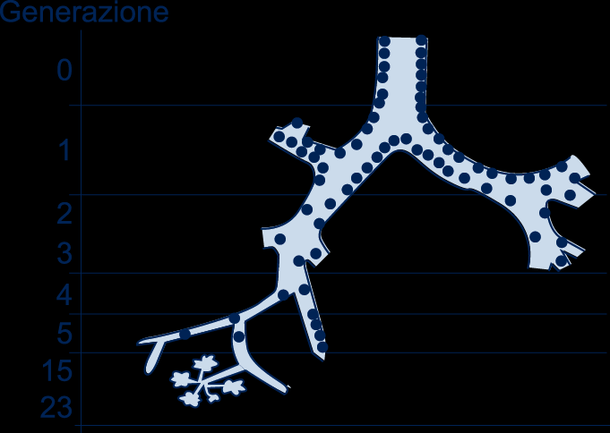 La localizzazione dei recettori per i farmaci inalatori Recettori per corticosteroidi Recettori per β 2 agonisti Recettori per anticolinergici Rappresentazione grafica da 11.