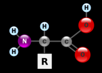 DNA L ORIGINE DELLA VITA RNA Acido Ribo Nucleico AA Amino Acidi N : 23 (25)