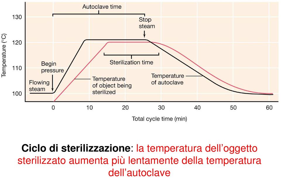 sterilizzato aumenta più