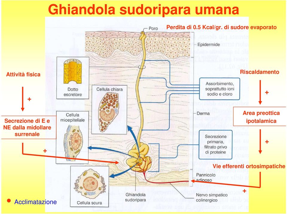 Secrezione di E e NE dalla midollare surrenale + + Area