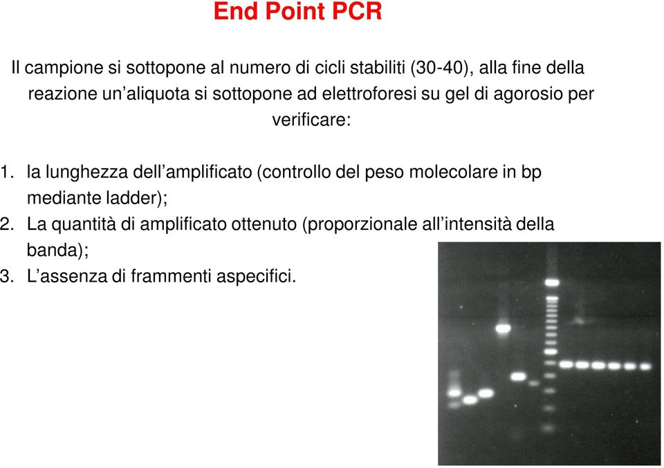 la lunghezza dell amplificato (controllo del peso molecolare in bp mediante ladder); 2.