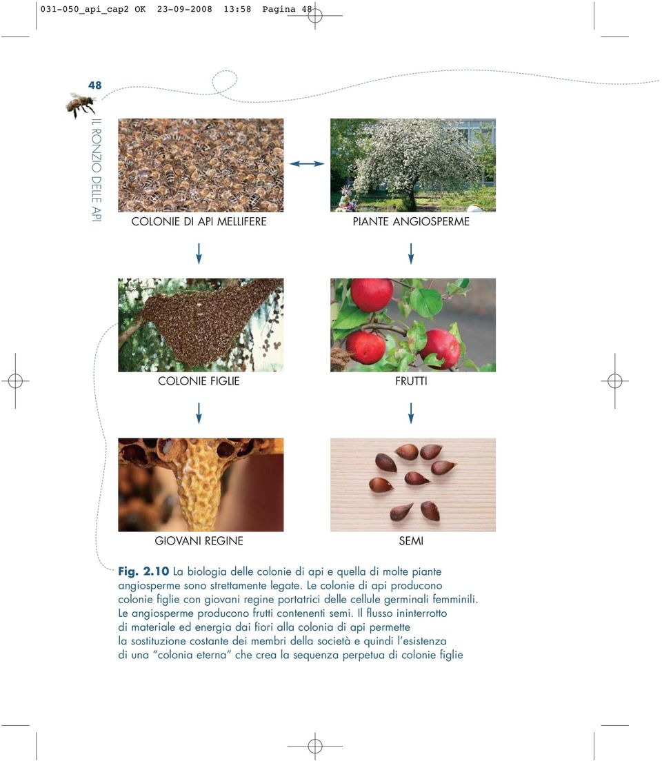 Le colonie di api producono colonie figlie con giovani regine portatrici delle cellule germinali femminili. Le angiosperme producono frutti contenenti semi.