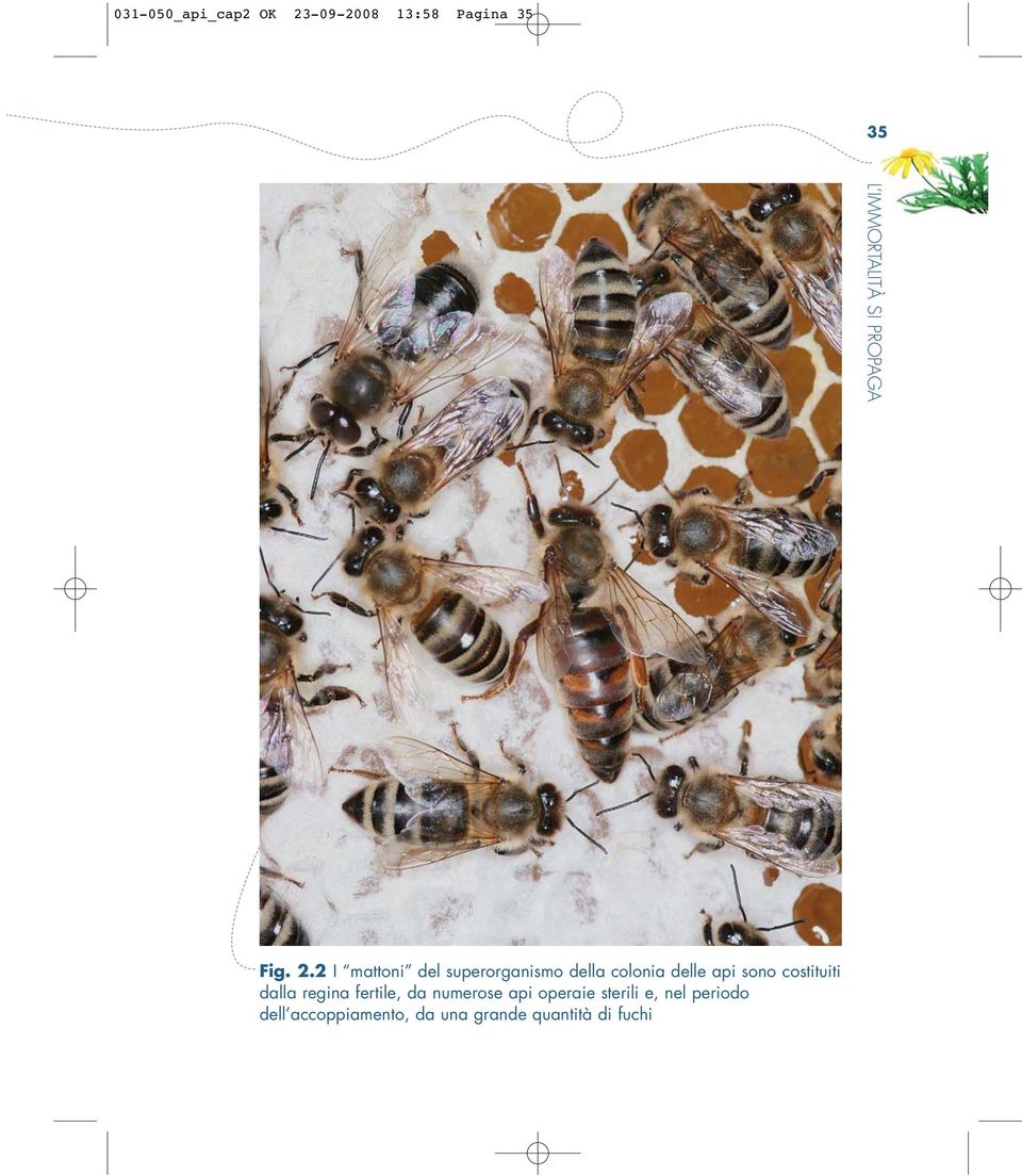 2 I mattoni del superorganismo della colonia delle api sono
