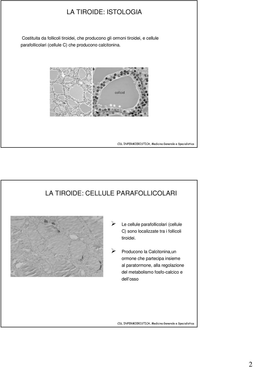 LA TIROIDE: CELLULE PARAFOLLICOLARI Le cellule parafollicolari (cellule C) sono localizzate tra i