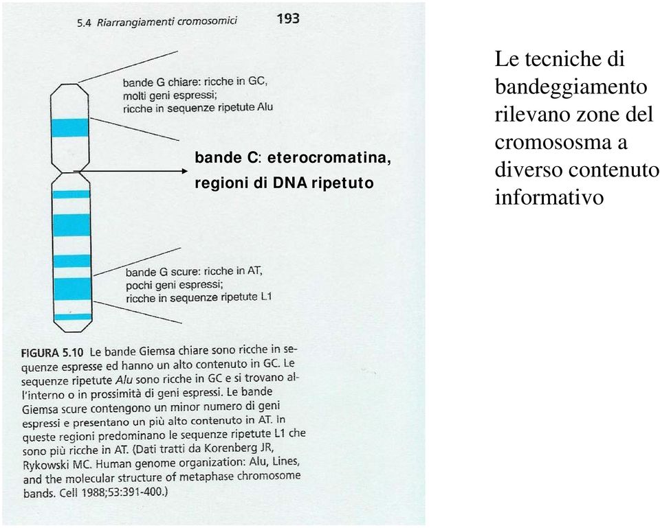 bandeggiamento rilevano zone del