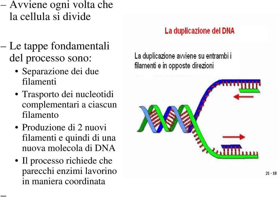 ciascun filamento Produzione di 2 nuovi filamenti e quindi di una nuova