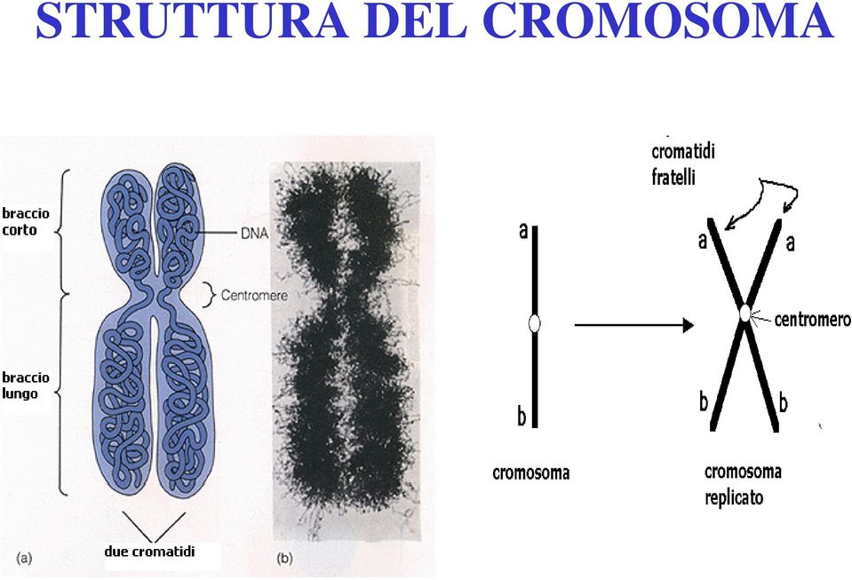 CROMOSOMA