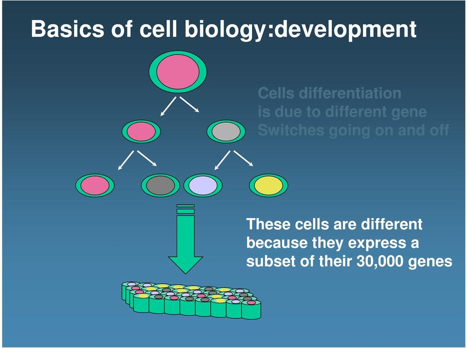 Switches going on and off These cells are