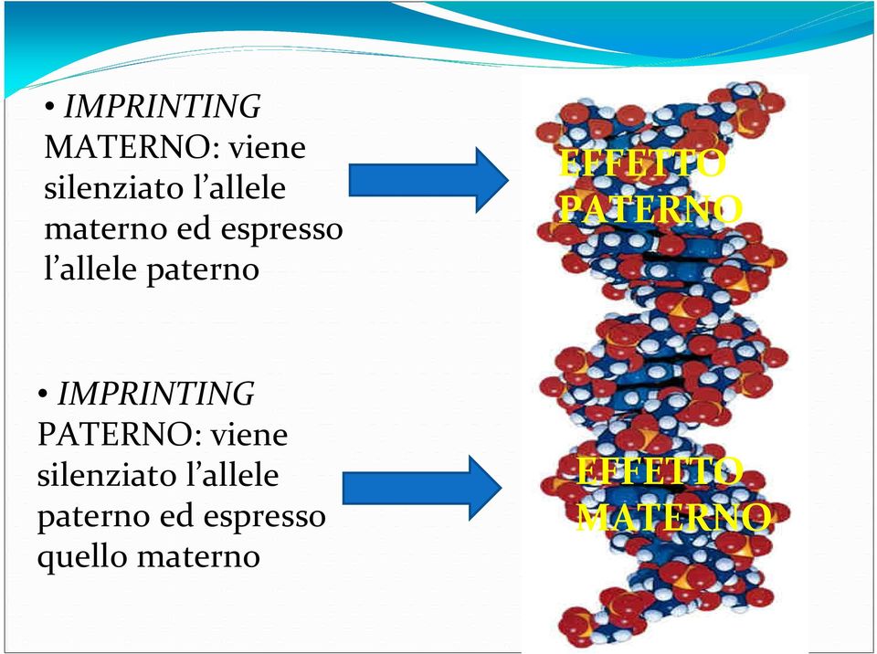 PATERNO IMPRINTING PATERNO: viene silenziato l