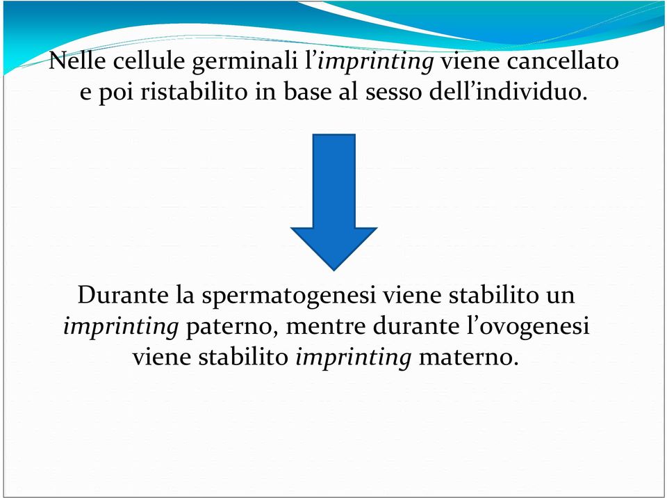 Durante la spermatogenesi viene stabilito un imprinting