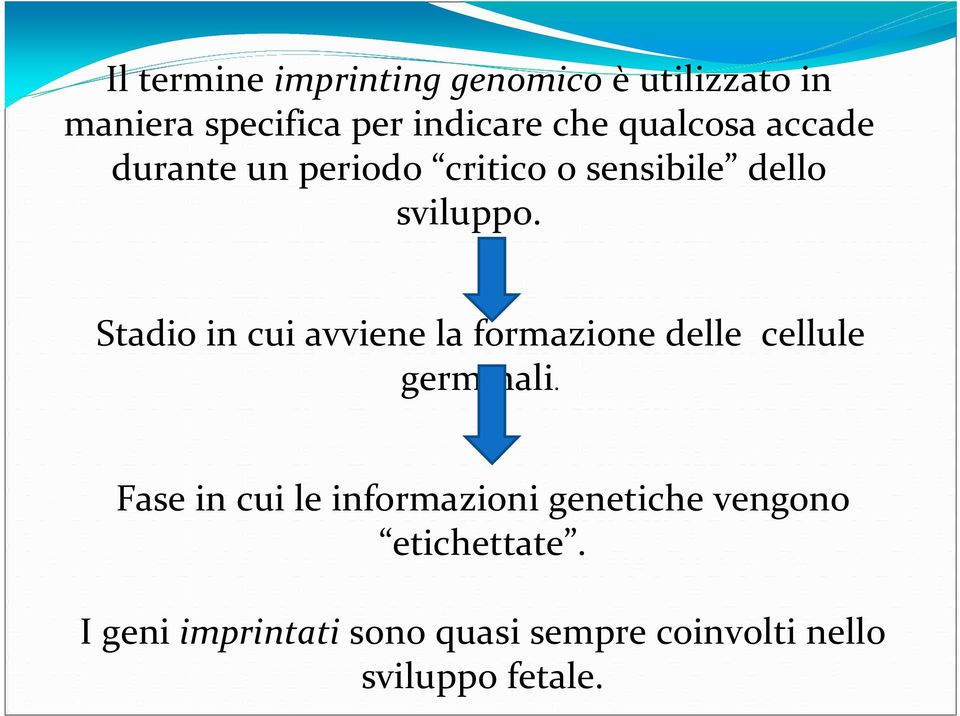 Stadio in cui avviene la formazione delle cellule germinali.