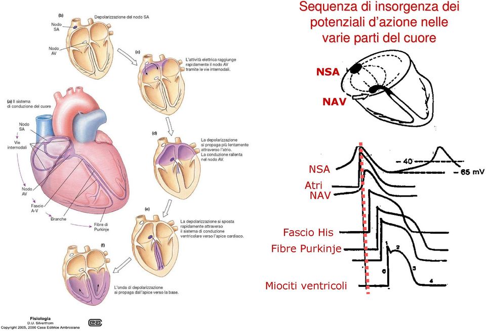 parti del cuore NSA NAV NSA Atri